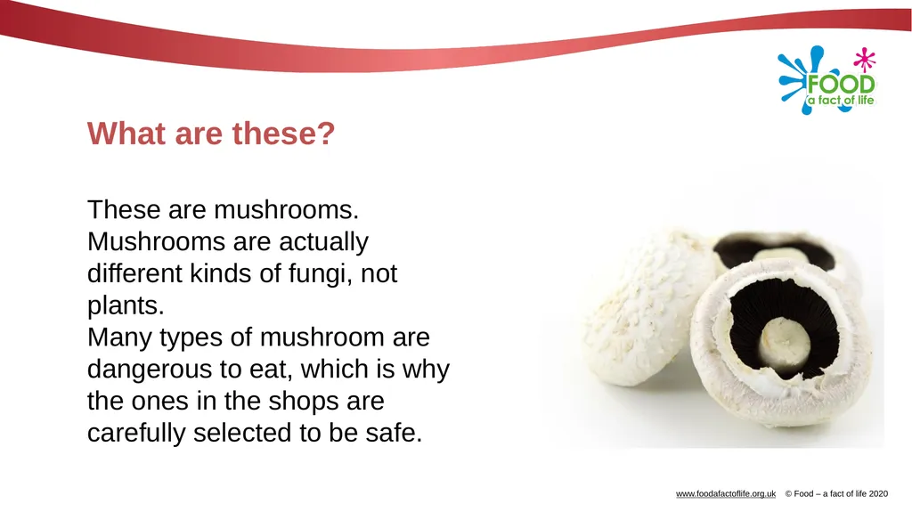 Mushrooms What are these? These are mushrooms. - slide 2 of 10