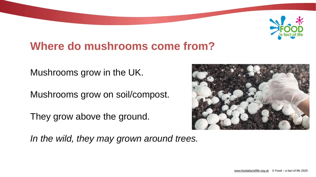 Mushrooms What are these? These are mushrooms. - slide 3 of 10