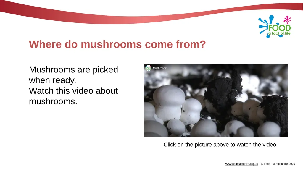 Mushrooms What are these? These are mushrooms. - slide 4 of 10
