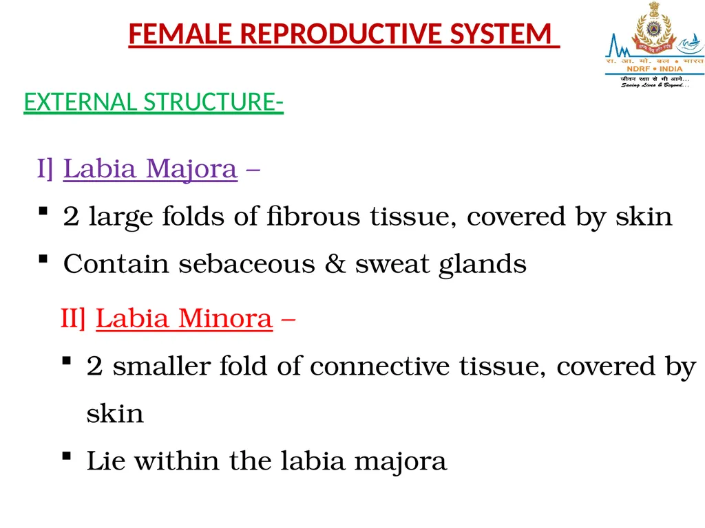 Lesson-8 REPRODUCTIVE STSTEM BY JITENDER YADAV - slide 6 of 24