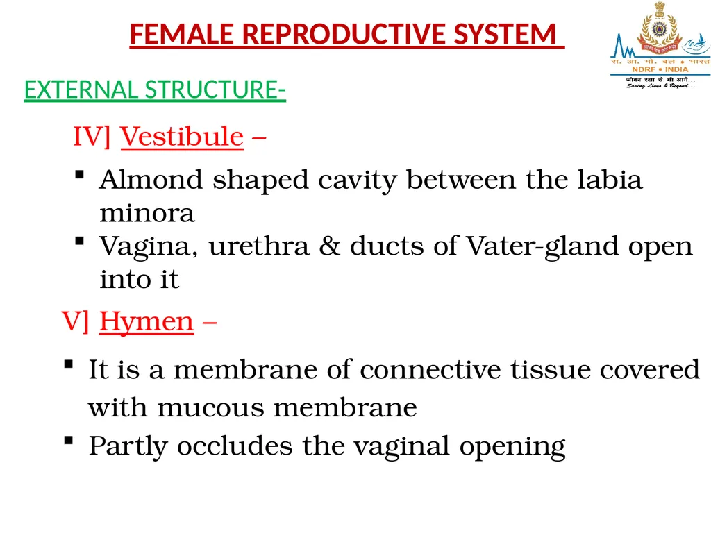 Lesson-8 REPRODUCTIVE STSTEM BY JITENDER YADAV - slide 8 of 24