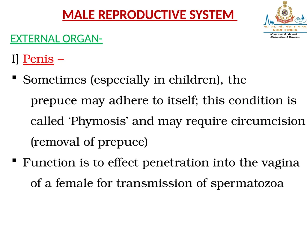 Lesson-8 REPRODUCTIVE STSTEM BY JITENDER YADAV - slide 17 of 24