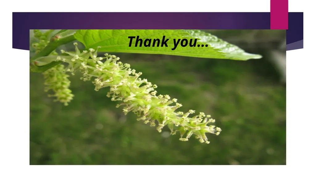 SEMINAR DAY Name – Jyotsna Kisan Renjar Topic Name - slide 13 of 13