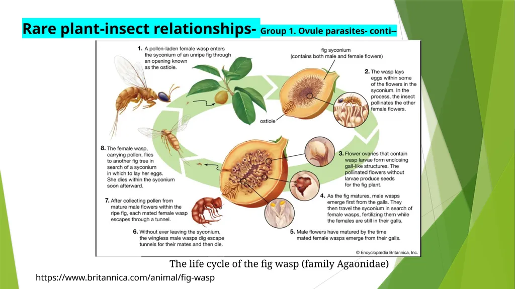 PLPT 609 Title: Inter-Relationships Between - slide 13 of 20
