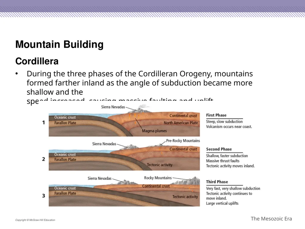 Reptiles became the dominant terrestrial animals - slide 19 of 29