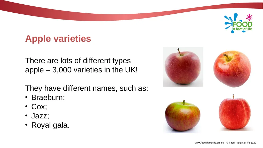 Apples What are these? These are apples. Apples - slide 4 of 14