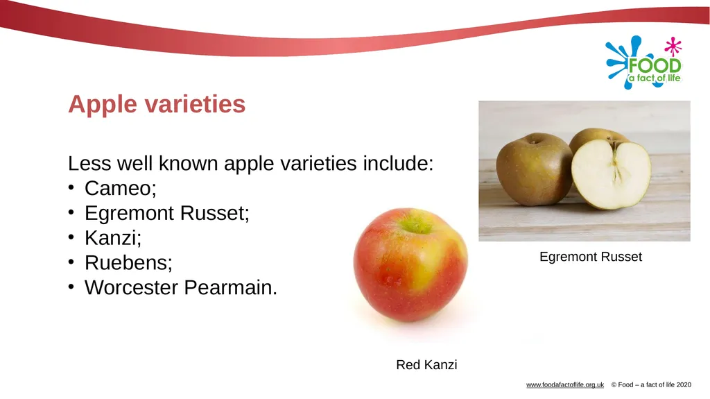 Apples What are these? These are apples. Apples - slide 5 of 14