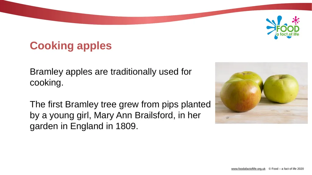 Apples What are these? These are apples. Apples - slide 6 of 14