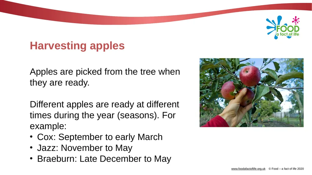 Apples What are these? These are apples. Apples - slide 7 of 14