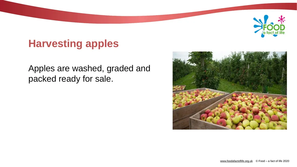 Apples What are these? These are apples. Apples - slide 8 of 14