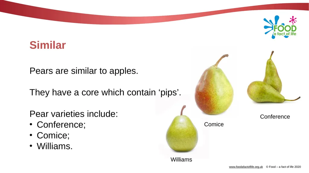 Apples What are these? These are apples. Apples - slide 11 of 14
