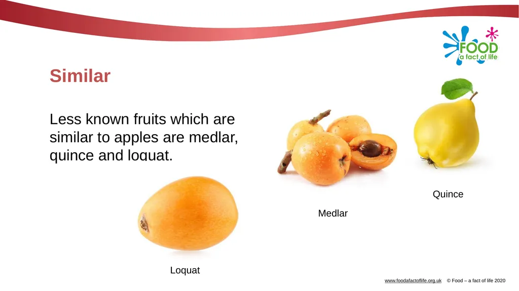 Apples What are these? These are apples. Apples - slide 12 of 14