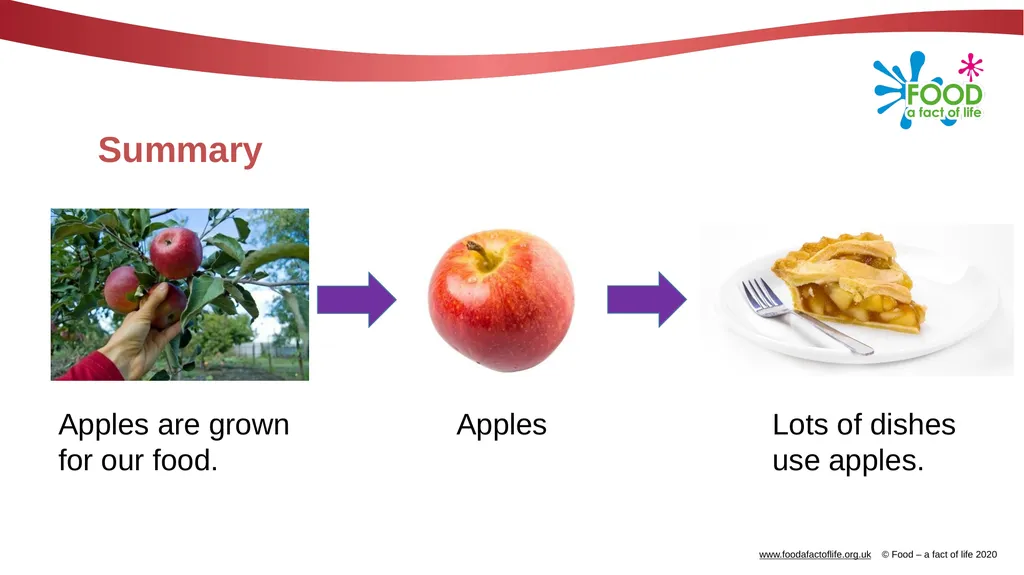 Apples What are these? These are apples. Apples - slide 13 of 14