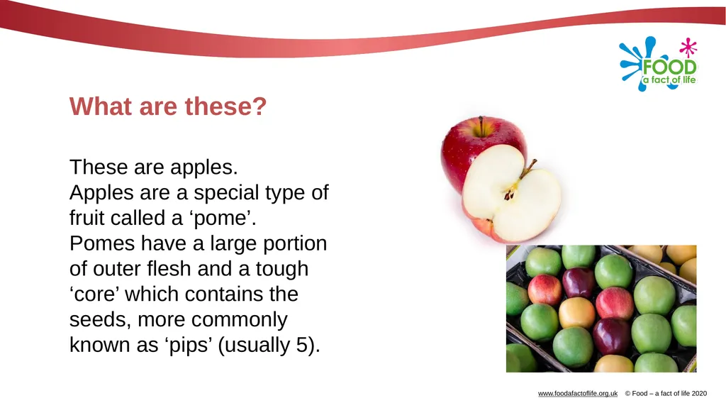 Apples What are these? These are apples. Apples - slide 2 of 14