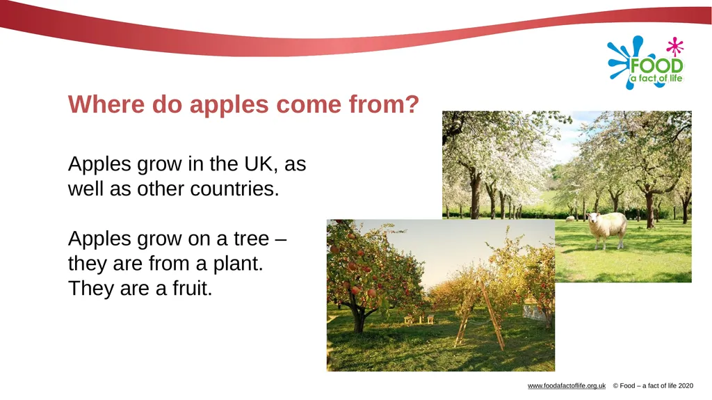Apples What are these? These are apples. Apples - slide 3 of 14