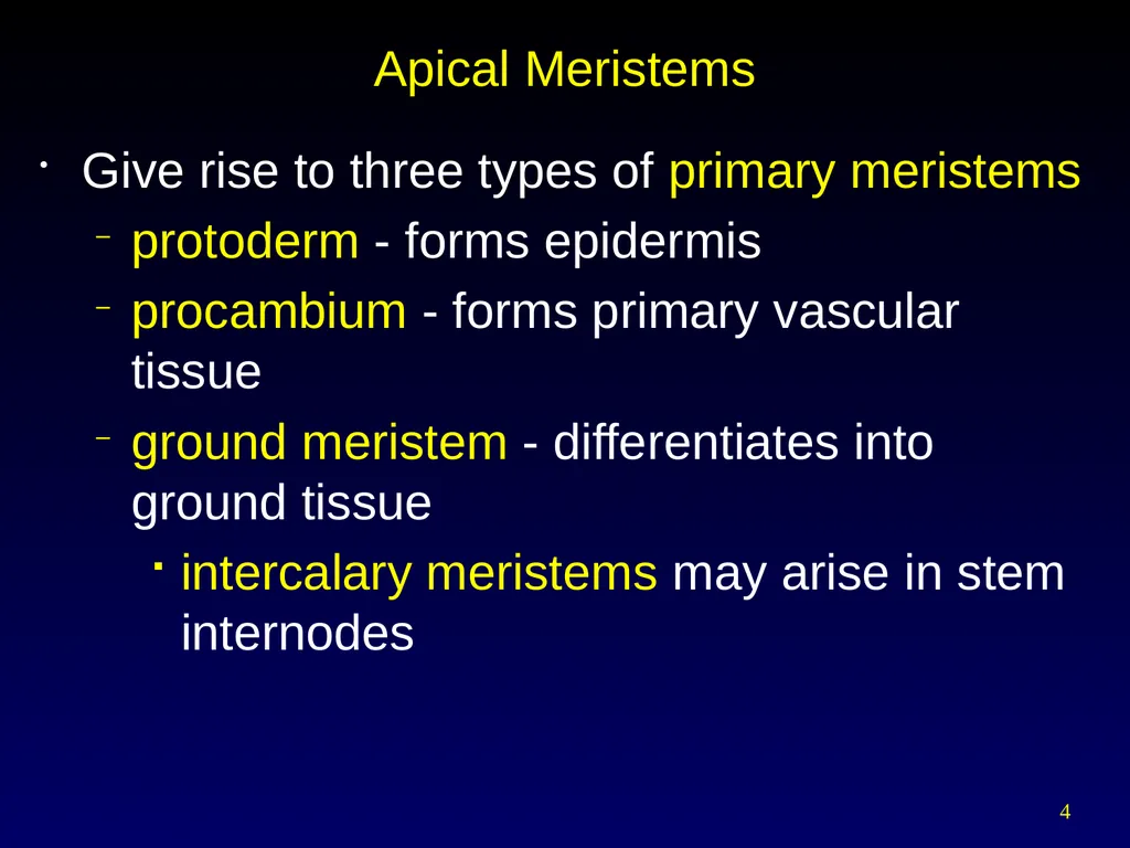 Plant Form Chapter 35 Meristems Meristematic - slide 4 of 33