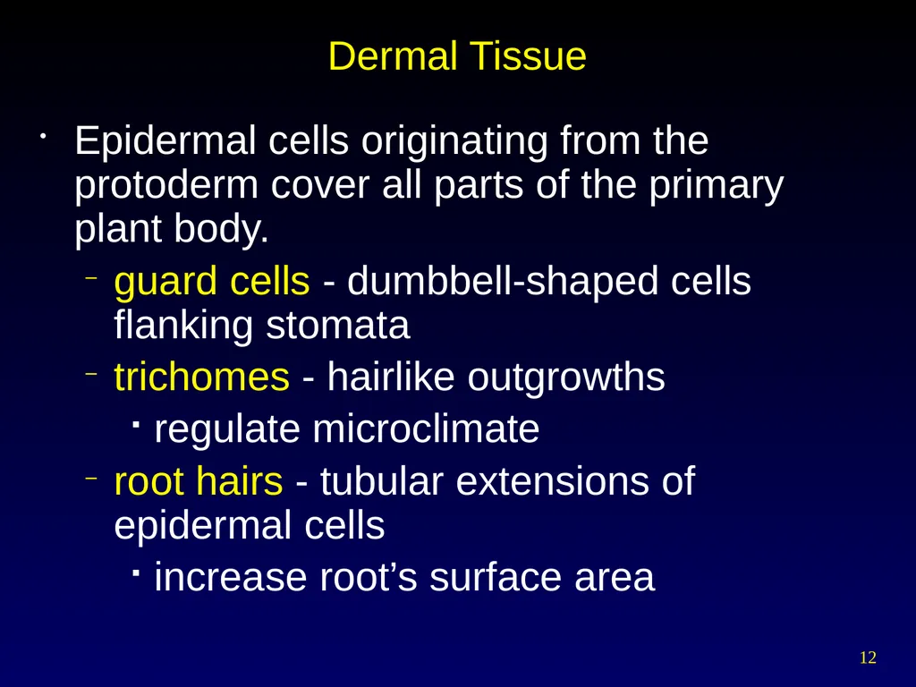 Plant Form Chapter 35 Meristems Meristematic - slide 12 of 33
