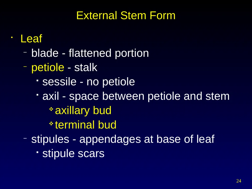 Plant Form Chapter 35 Meristems Meristematic - slide 24 of 33