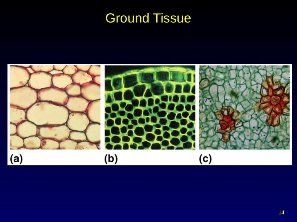 Plant Form Chapter 35 Meristems Meristematic - slide 14 of 33