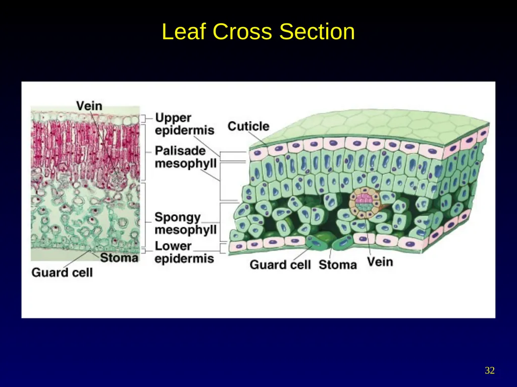 Plant Form Chapter 35 Meristems Meristematic - slide 32 of 33