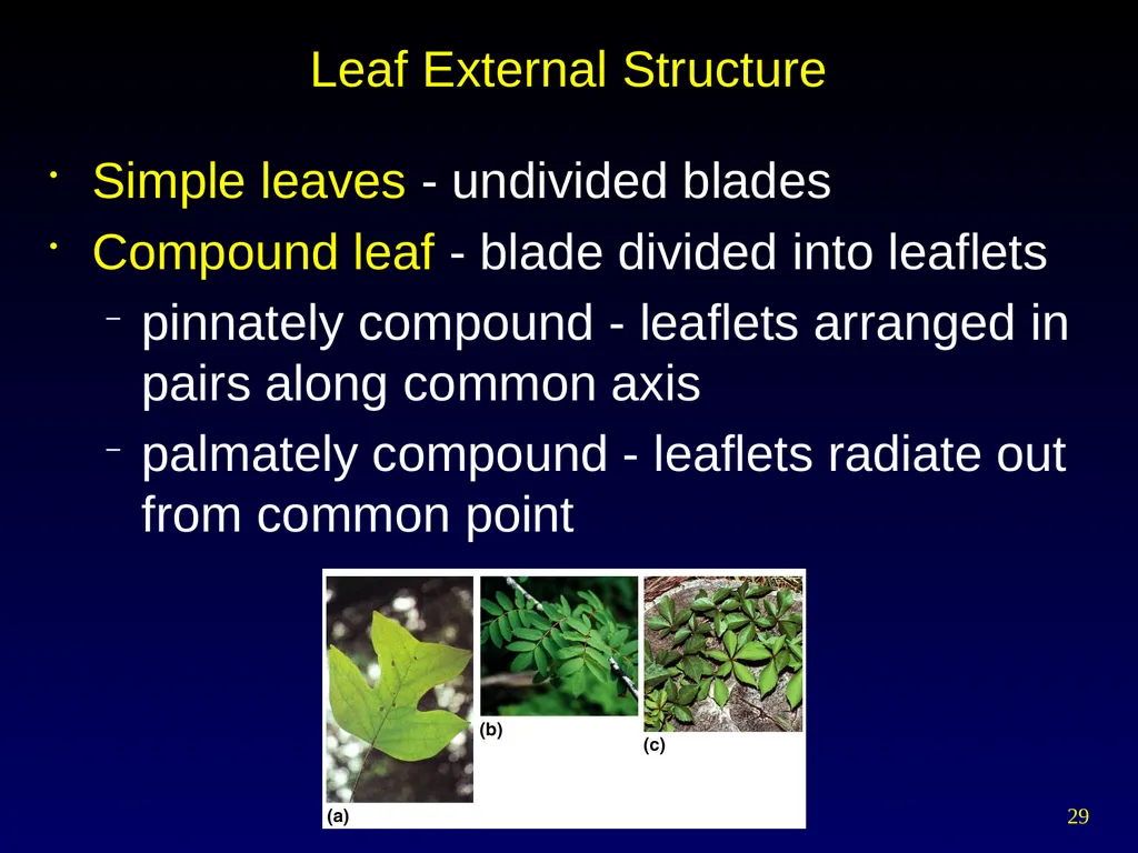 Plant Form Chapter 35 Meristems Meristematic - slide 29 of 33