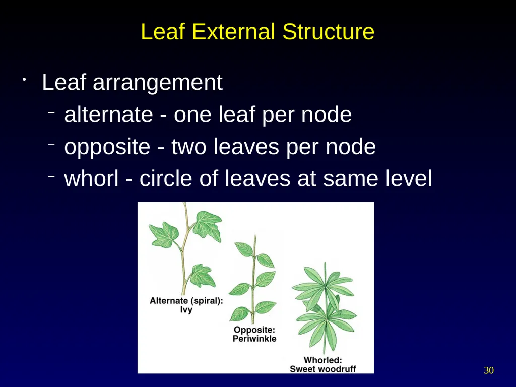 Plant Form Chapter 35 Meristems Meristematic - slide 30 of 33