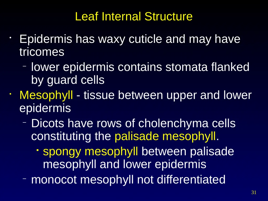 Plant Form Chapter 35 Meristems Meristematic - slide 31 of 33