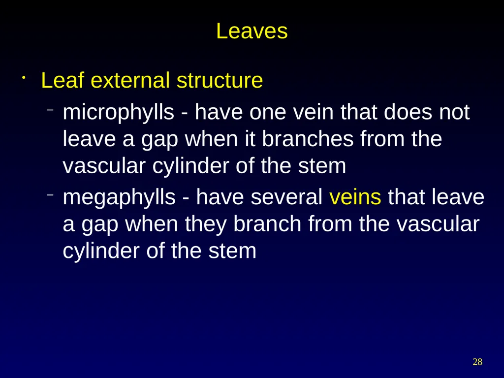 Plant Form Chapter 35 Meristems Meristematic - slide 28 of 33