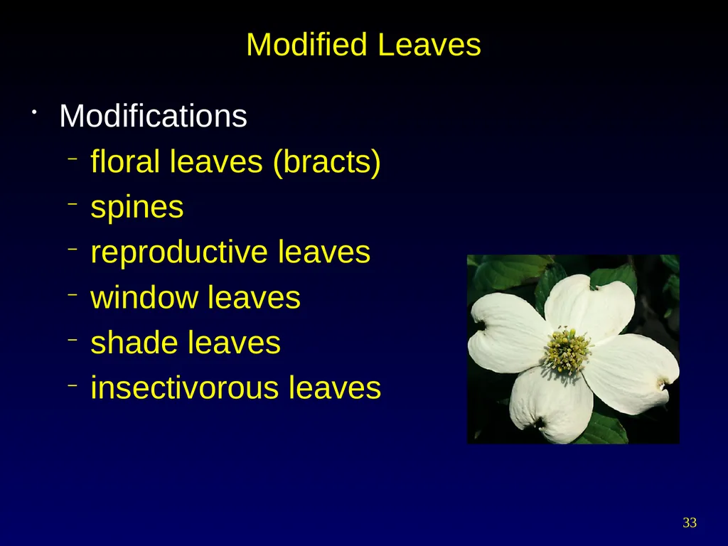 Plant Form Chapter 35 Meristems Meristematic - slide 33 of 33
