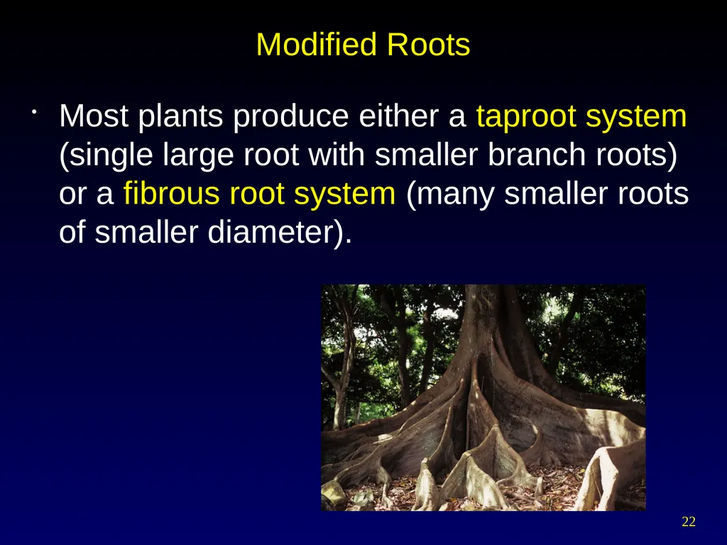 Plant Form Chapter 35 Meristems Meristematic - slide 22 of 33