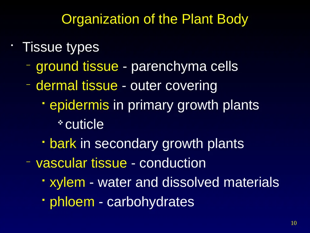 Plant Form Chapter 35 Meristems Meristematic - slide 10 of 33