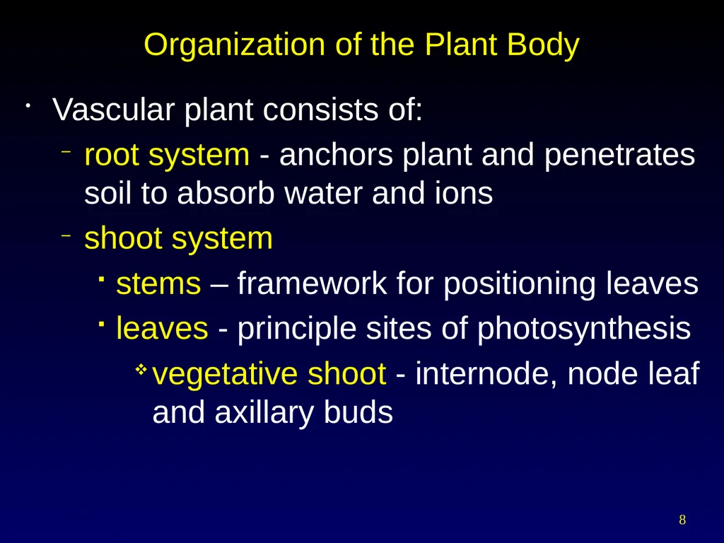 Plant Form Chapter 35 Meristems Meristematic - slide 8 of 33