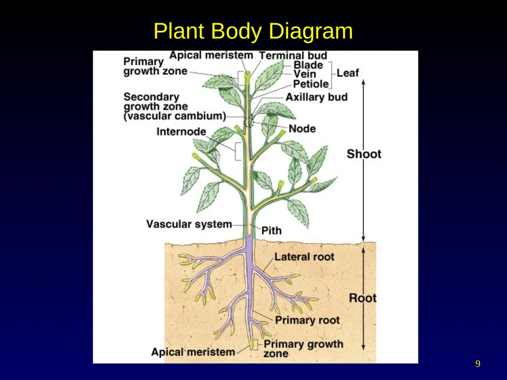 Plant Form Chapter 35 Meristems Meristematic - slide 9 of 33