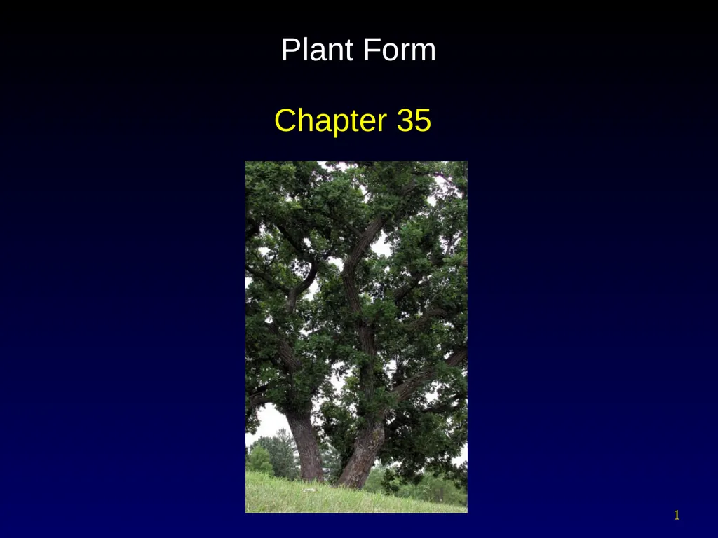 Plant Form Chapter 35 Meristems Meristematic - slide 1 of 33