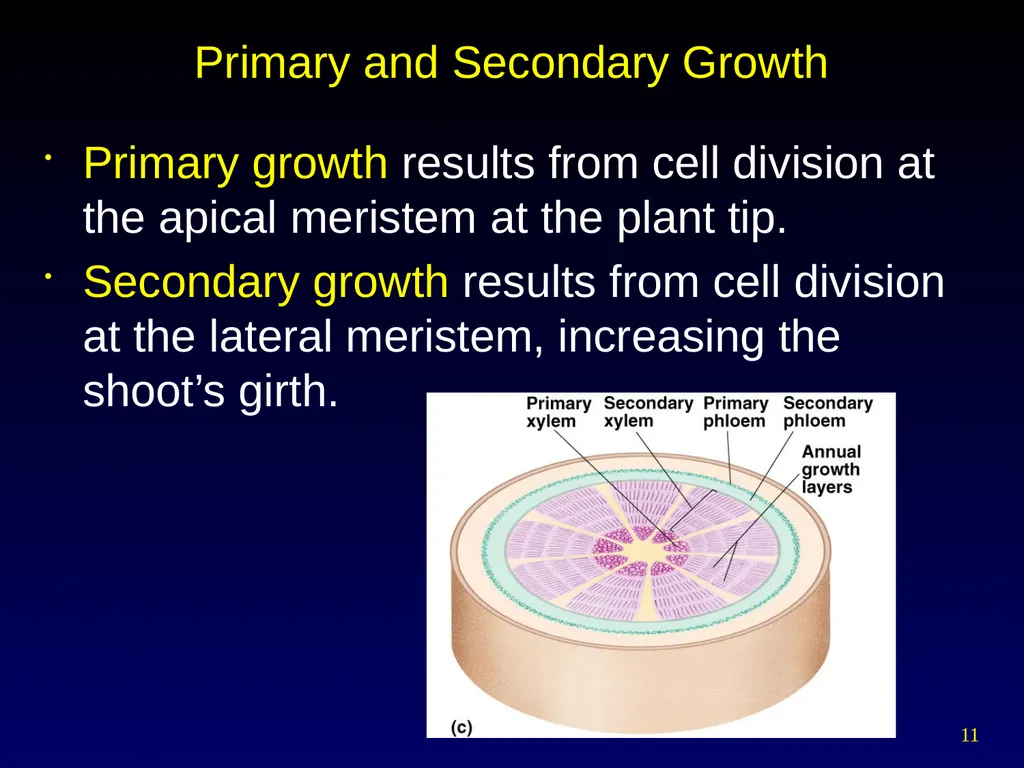Plant Form Chapter 35 Meristems Meristematic - slide 11 of 33