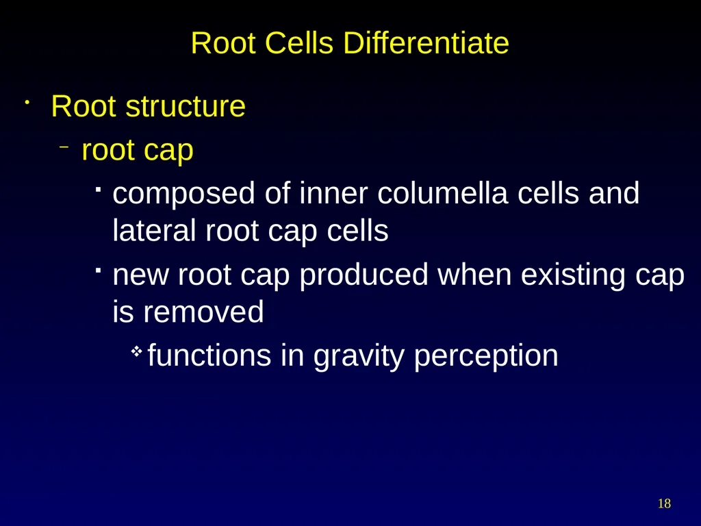 Plant Form Chapter 35 Meristems Meristematic - slide 18 of 33