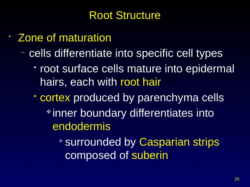 Plant Form Chapter 35 Meristems Meristematic - slide 20 of 33