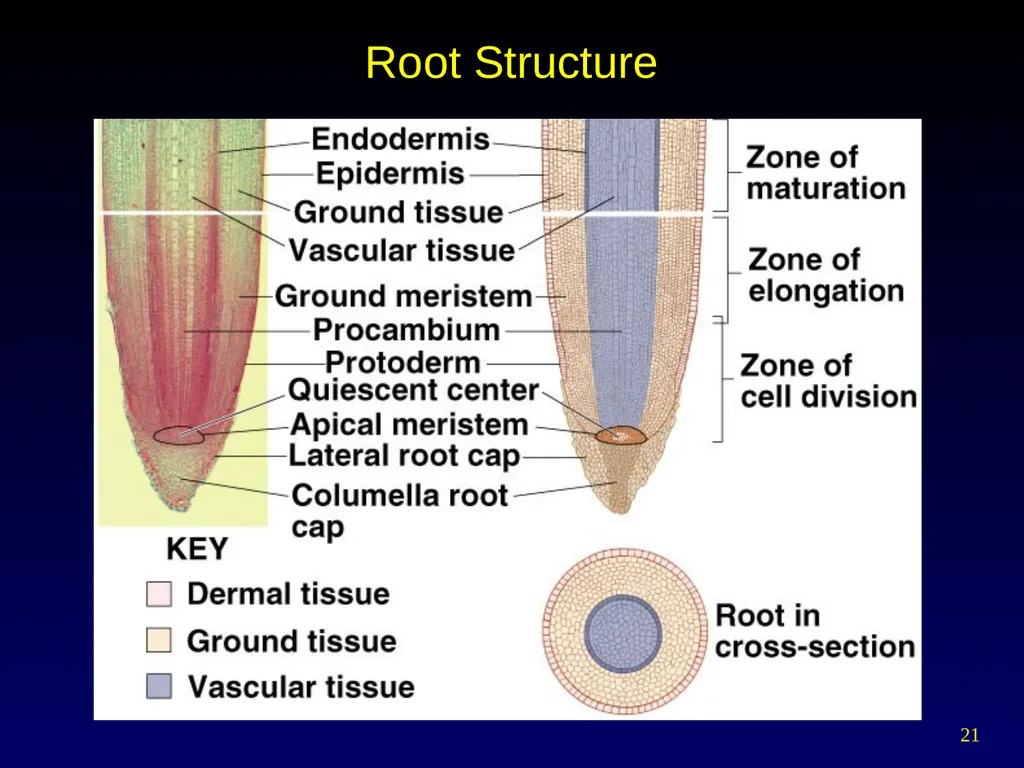 Plant Form Chapter 35 Meristems Meristematic - slide 21 of 33