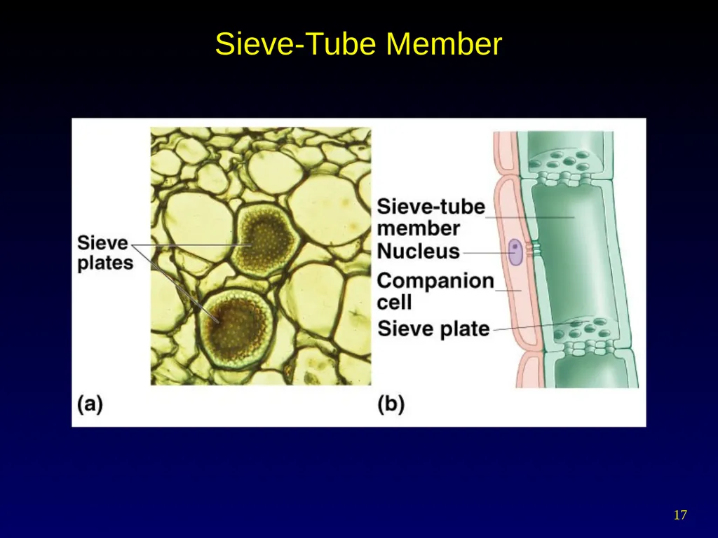 Plant Form Chapter 35 Meristems Meristematic - slide 17 of 33
