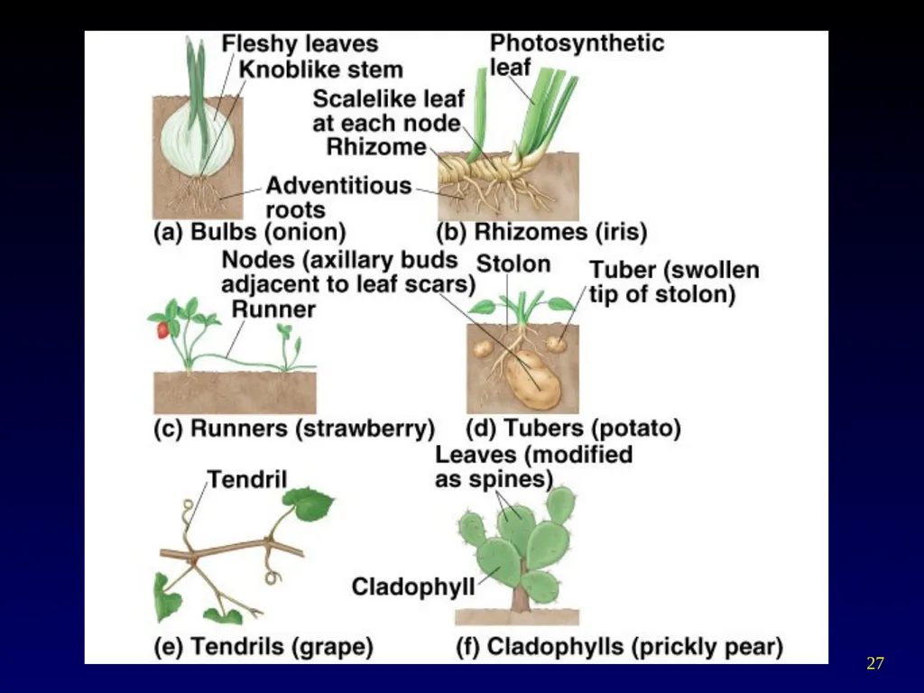Plant Form Chapter 35 Meristems Meristematic - slide 27 of 33