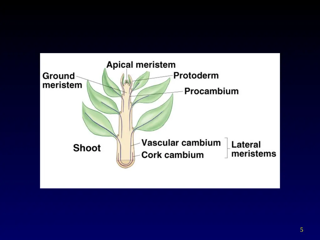 Plant Form Chapter 35 Meristems Meristematic - slide 5 of 33