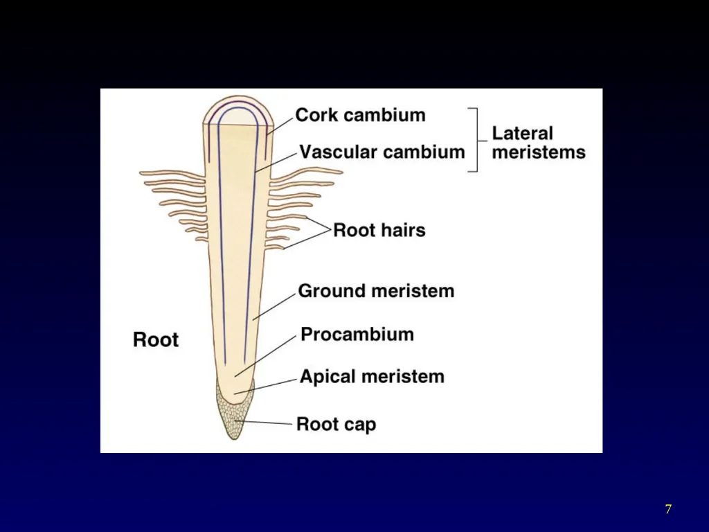 Plant Form Chapter 35 Meristems Meristematic - slide 7 of 33