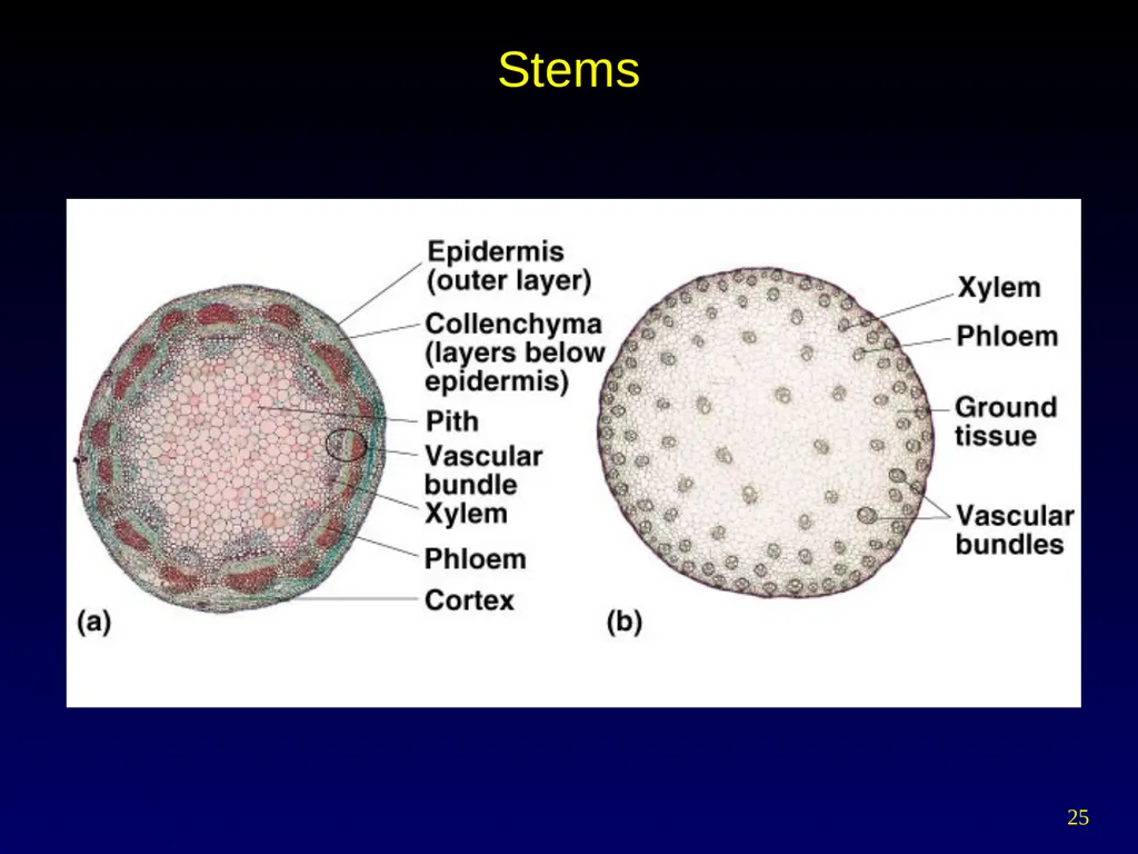 Plant Form Chapter 35 Meristems Meristematic - slide 25 of 33