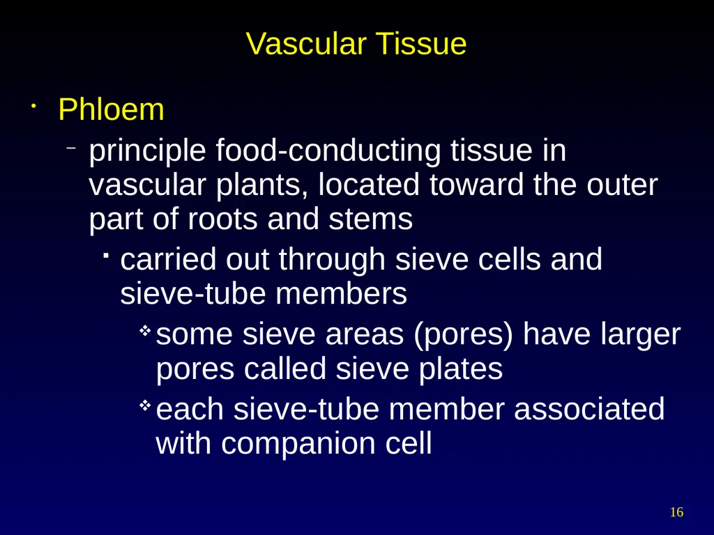 Plant Form Chapter 35 Meristems Meristematic - slide 16 of 33
