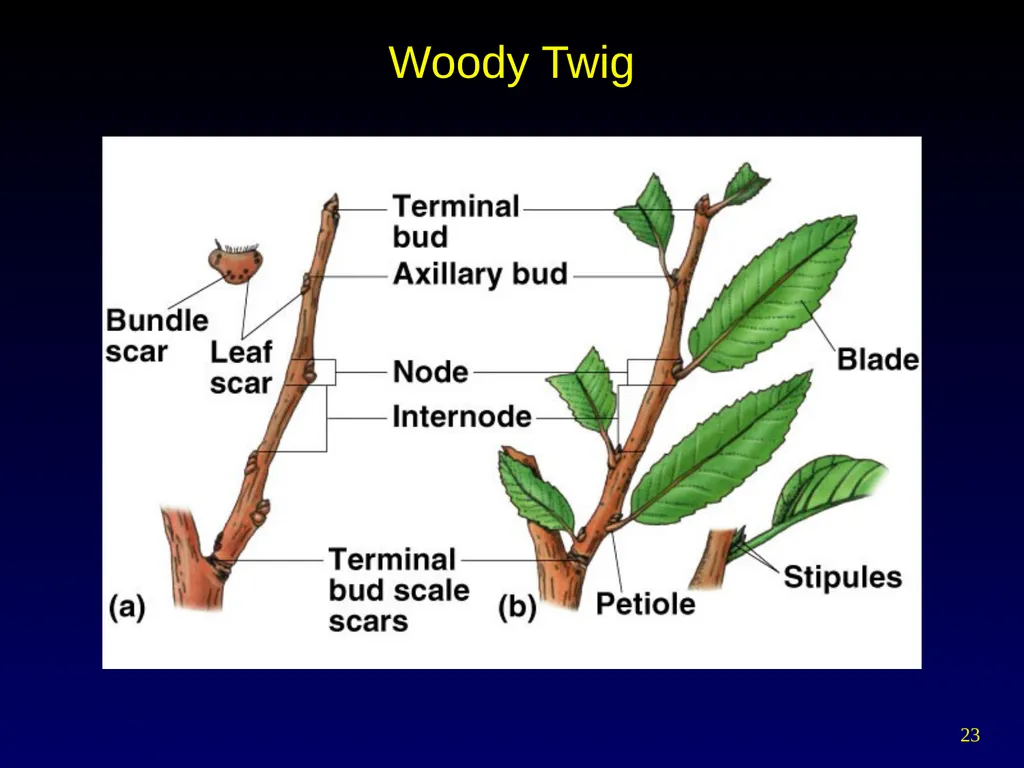 Plant Form Chapter 35 Meristems Meristematic - slide 23 of 33