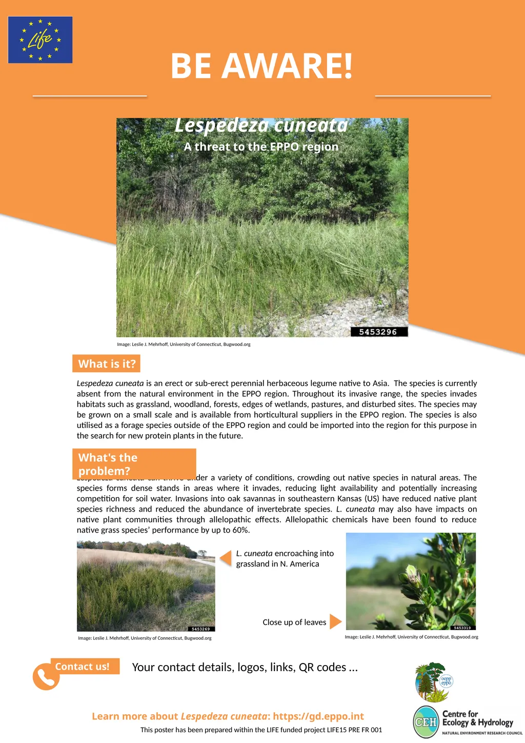Learn more about Lespedeza cuneata:
