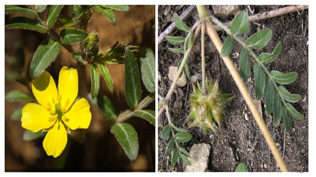TRIBULUS TERRESTIS ; synonym: Tribulus lanuginosus - slide 2 of 8