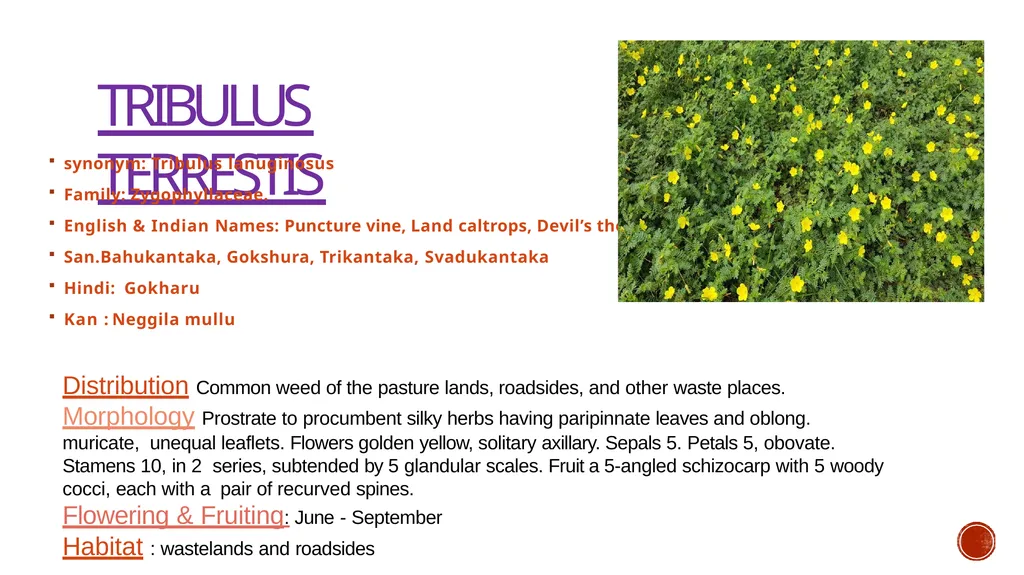 TRIBULUS TERRESTIS ; synonym: Tribulus lanuginosus