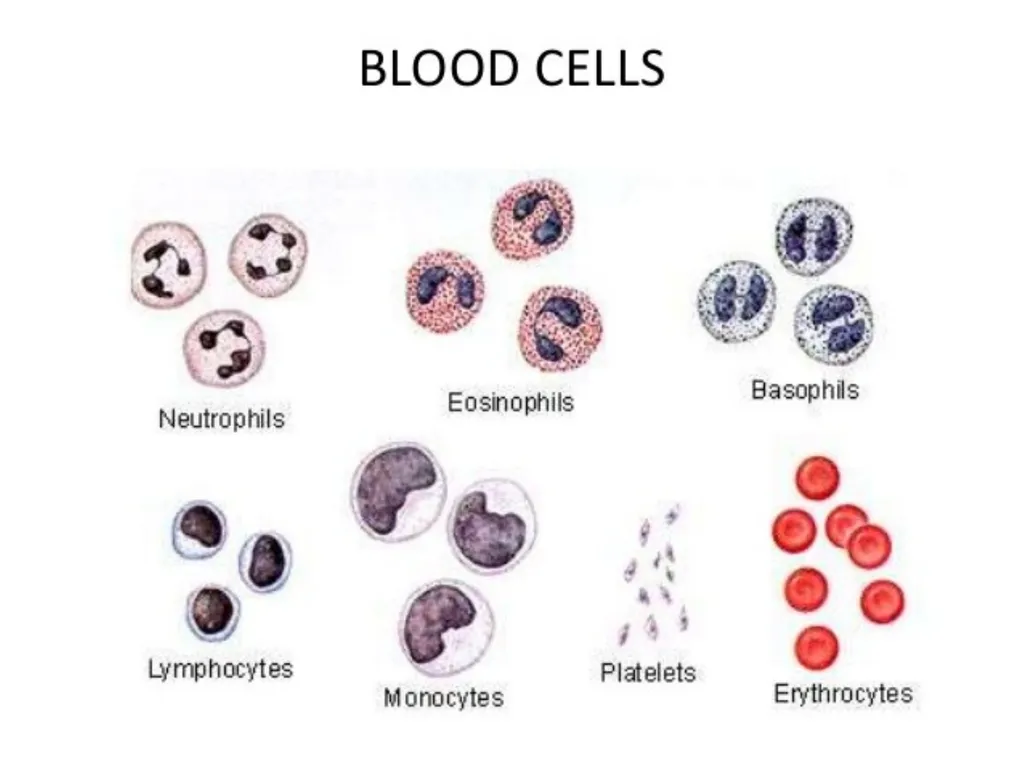Veterinary Physiology- It is concerned with the - slide 7 of 29