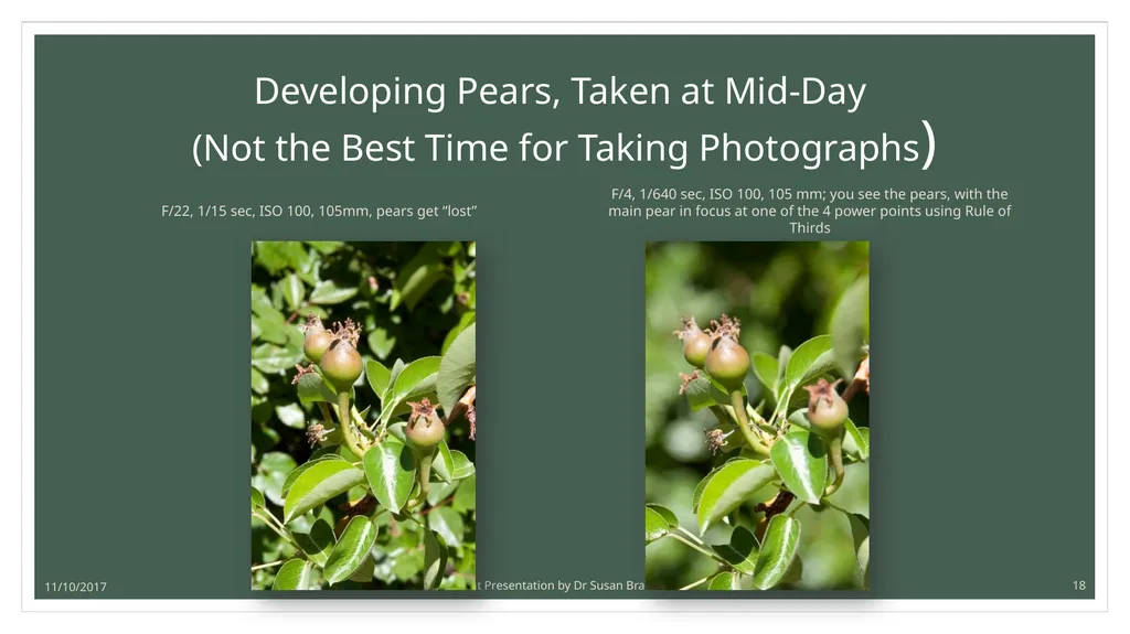 Photographing Roses: understanding and using the - slide 18 of 43